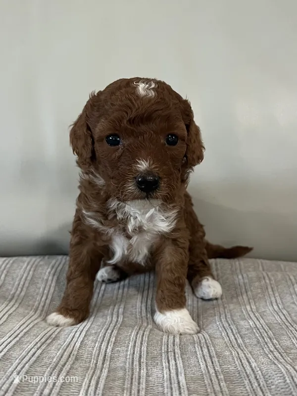 Harley – Miniature Goldendoodle puppy for sale in West Palm Beach, FL