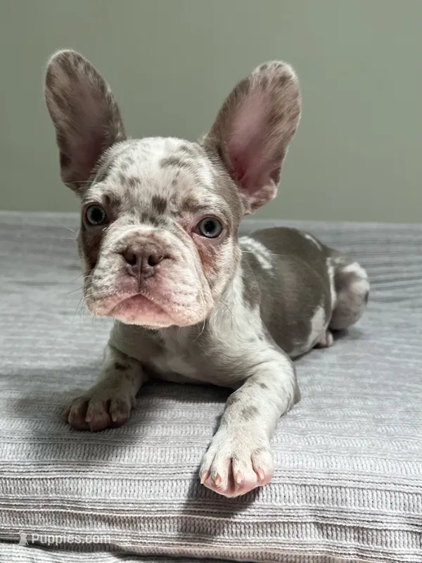 Finely  – French Bulldog puppy for sale in West Palm Beach, FL
