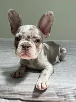 Finley, a male French Bulldog for sale in West Palm Beach, FL – 1 of 8