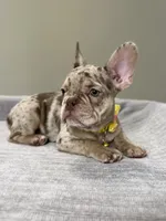 Emma, a female French Bulldog for sale in West Palm Beach, FL – 5 of 8