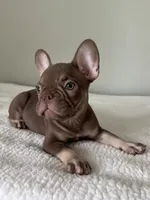Hank, a male French Bulldog for sale in West Palm Beach, FL – 5 of 9