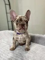 Milano, a female French Bulldog for sale in West Palm Beach, FL – 5 of 9