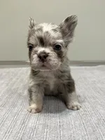 Frankie Fluffy, a male French Bulldog for sale in West Palm Beach, FL – 6 of 9