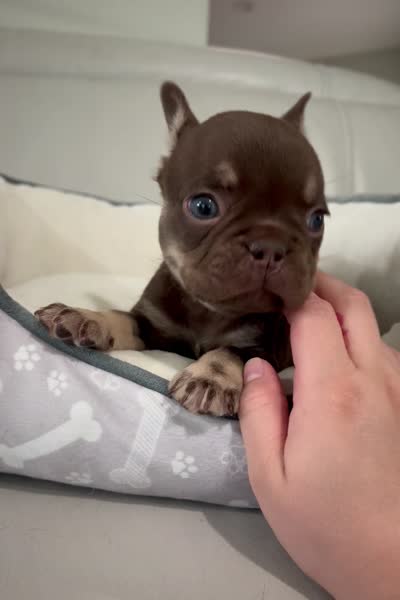 Godiva, a female French Bulldog for sale in West Palm Beach, FL – 8 of 8