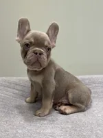 Bucky, a male French Bulldog for sale in West Palm Beach, FL – 8 of 10