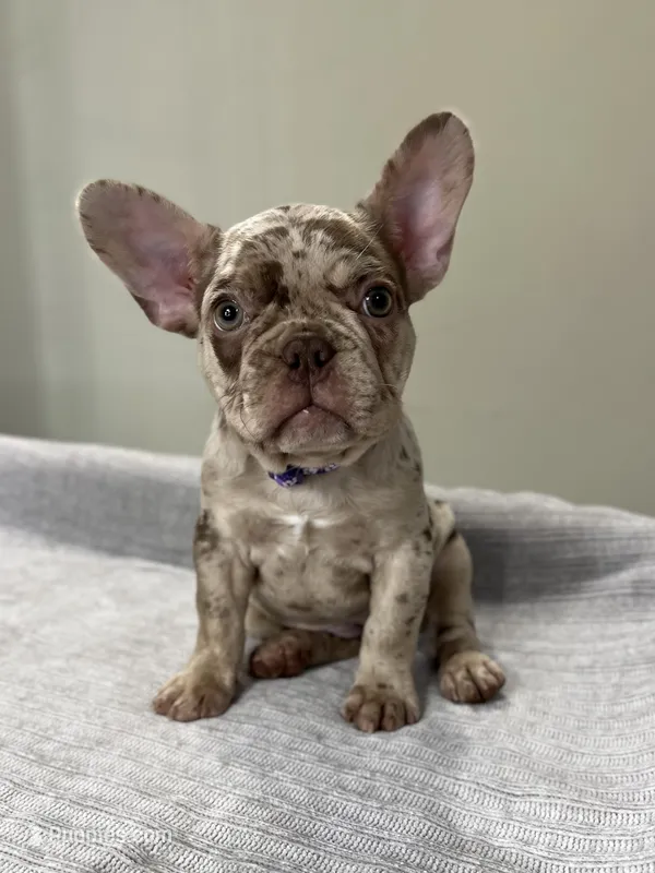 Milano – French Bulldog puppy for sale in West Palm Beach, FL