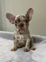 Milano, a female French Bulldog for sale in West Palm Beach, FL – 2 of 9