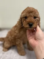Avery, a female Miniature Goldendoodle for sale in West Palm Beach, FL – 5 of 8