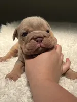 Tank, a male English Bulldog for sale in West Palm Beach, FL – 2 of 5