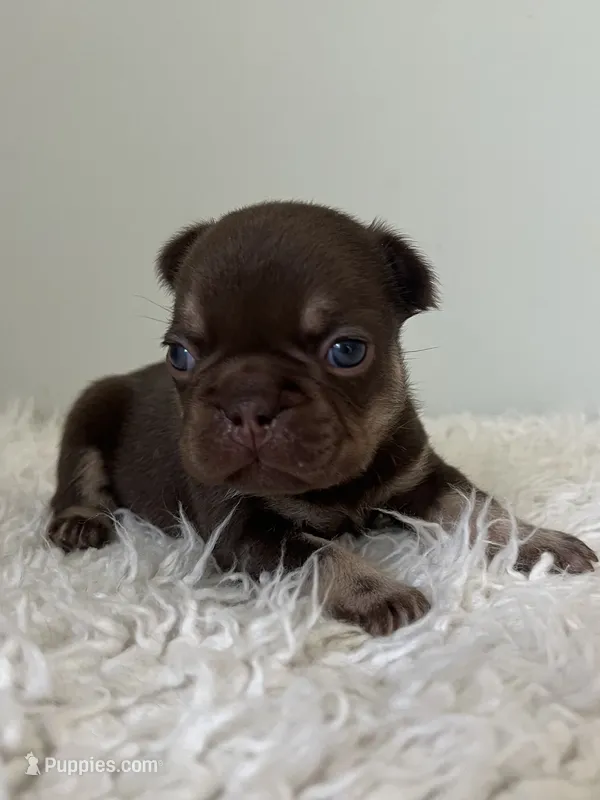 Godiva – French Bulldog puppy for sale in West Palm Beach, FL