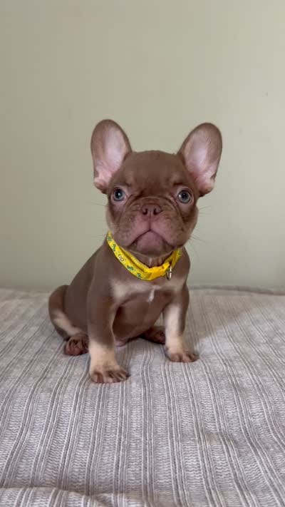Hank, a male French Bulldog for sale in West Palm Beach, FL – 4 of 9