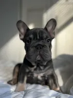 Blue, a male French Bulldog for sale in West Palm Beach, FL – Photo 6 of 8