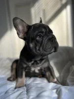 Blue, a male French Bulldog for sale in West Palm Beach, FL – Photo 5 of 8