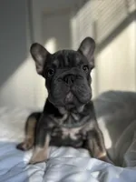 Blue, a male French Bulldog for sale in West Palm Beach, FL – Photo 7 of 8