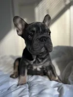 Blue, a male French Bulldog for sale in West Palm Beach, FL – Photo 8 of 8