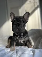 Blue, a male French Bulldog for sale in West Palm Beach, FL – Photo 1 of 8