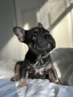 Blue, a male French Bulldog for sale in West Palm Beach, FL – Photo 2 of 8