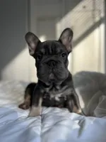 Blue, a male French Bulldog for sale in West Palm Beach, FL – Photo 4 of 8