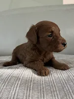 Cindy, a female Miniature Goldendoodle for sale in West Palm Beach, FL – 3 of 10
