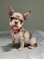 Shelly, a female French Bulldog for sale in West Palm Beach, FL – 7 of 10