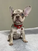 Shelly, a female French Bulldog for sale in West Palm Beach, FL – 5 of 10