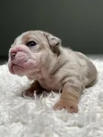 Winnie, a female English Bulldog for sale in West Palm Beach, FL – 4 of 6
