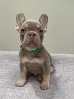 Bucky, a male French Bulldog for sale in West Palm Beach, FL – 2 of 10