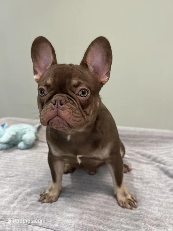 Hank – French Bulldog puppy for sale in West Palm Beach, FL