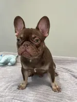 Hank, a male French Bulldog for sale in West Palm Beach, FL – 1 of 10