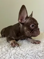 Hank, a male French Bulldog for sale in West Palm Beach, FL – 4 of 10