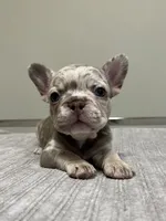 Gracie, a female French Bulldog for sale in West Palm Beach, FL – 2 of 6