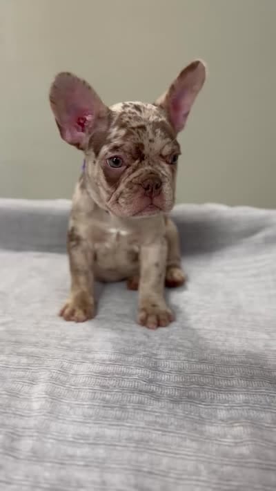 Milano, a female French Bulldog for sale in West Palm Beach, FL – 9 of 9