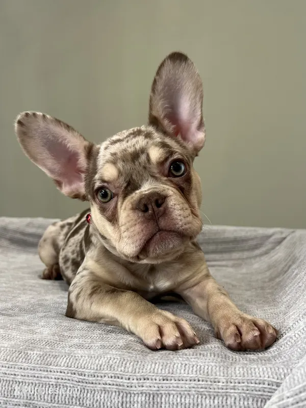 Shelly – French Bulldog puppy for sale in West Palm Beach, FL