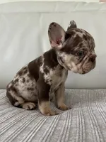 Muffin, a female French Bulldog for sale in West Palm Beach, FL – 2 of 9