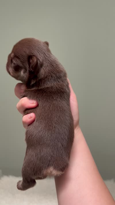 Godiva, a female French Bulldog for sale in West Palm Beach, FL – 6 of 6