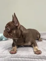 Hank, a male French Bulldog for sale in West Palm Beach, FL – 7 of 10
