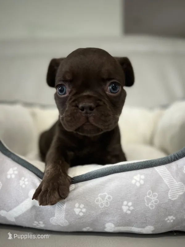 Bear  – French Bulldog puppy for sale in West Palm Beach, FL