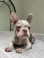 Finley, a male French Bulldog for sale in West Palm Beach, FL – 3 of 8