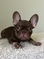 Hank, a male French Bulldog for sale in West Palm Beach, FL – 2 of 10