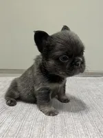 Nova Fluffy, a female French Bulldog for sale in West Palm Beach, FL – 7 of 9