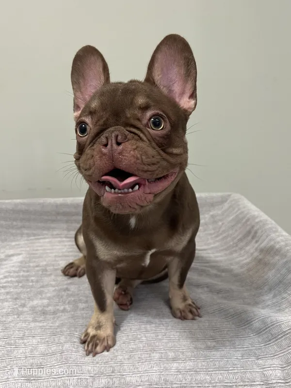 Hank – French Bulldog puppy for sale in West Palm Beach, FL