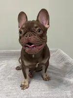 Hank, a male French Bulldog for sale in West Palm Beach, FL – 2 of 10