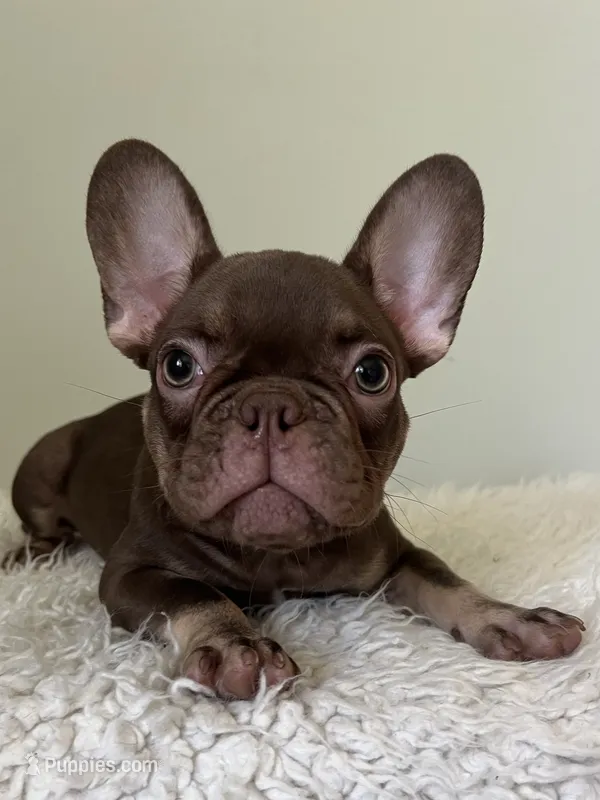 Hank – French Bulldog puppy for sale in West Palm Beach, FL