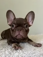 Hank, a male French Bulldog for sale in West Palm Beach, FL – 1 of 10