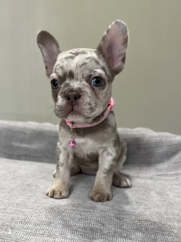 Gracie – French Bulldog puppy for sale in West Palm Beach, FL