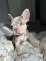 Bentley, a female French Bulldog for sale in West Palm Beach, FL – Photo 7 of 9