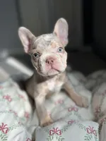 Bentley, a female French Bulldog for sale in West Palm Beach, FL – Photo 2 of 9