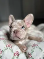 Bentley, a female French Bulldog for sale in West Palm Beach, FL – Photo 4 of 9