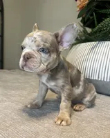 Bentley, a female French Bulldog for sale in West Palm Beach, FL – Photo 8 of 9