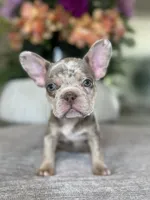 Bentley, a female French Bulldog for sale in West Palm Beach, FL – Photo 9 of 9